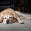 Signos de artrosis en mascotas