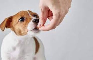 vitaminas para perros y gatos